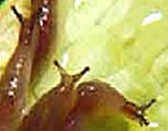 Deroceras panormitanum