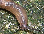 Deroceras reticulatum