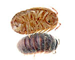 Isopoda (krimpvarkie)