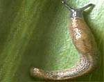 Milax gagates