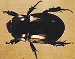 Swartmieliekewer