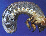 Swartmieliekewerlarwe