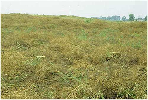 Swartstam verwoes canola