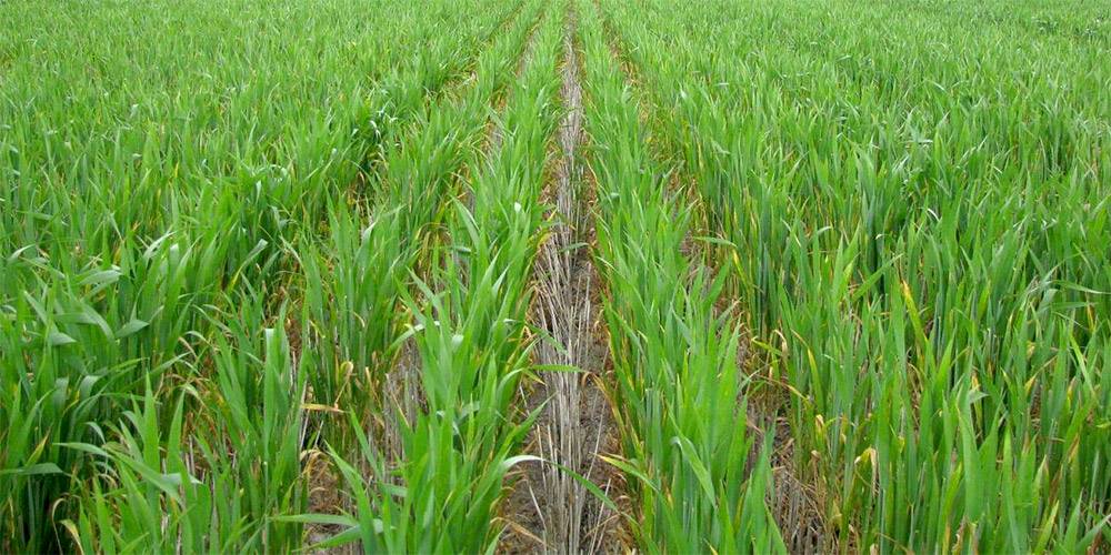 Foto 1: Tussen stoppel rye geplant