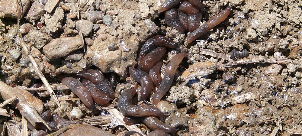 Figuur 7: Deroceras panormitanum onder Melthoid val
