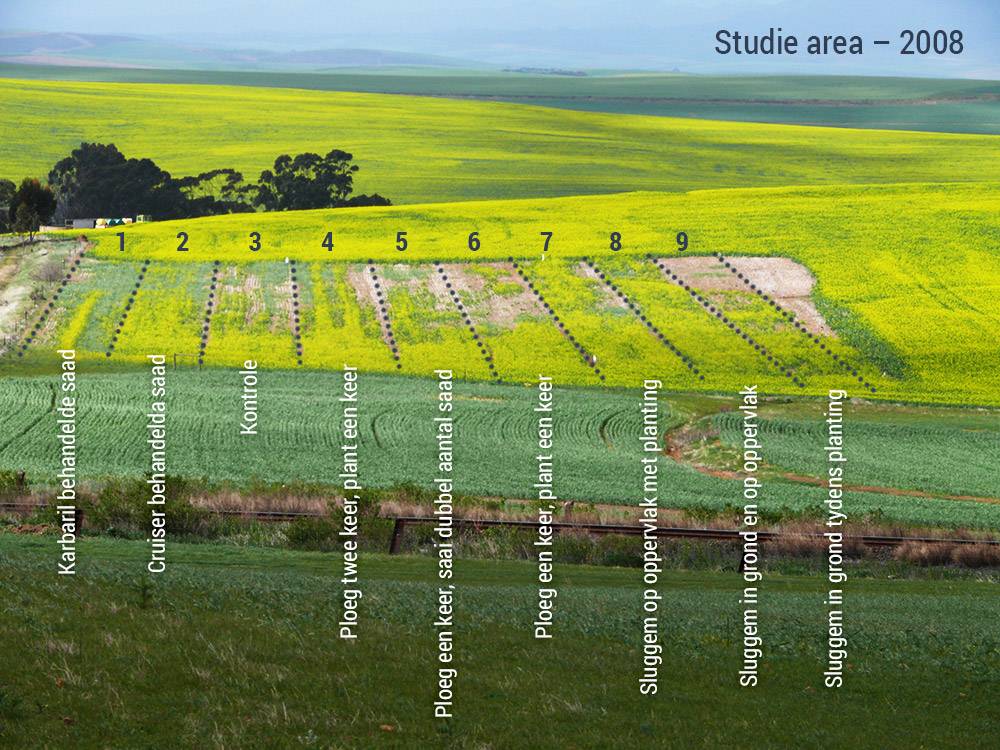 Figuur 1: Slakskade op Overberg canola veld