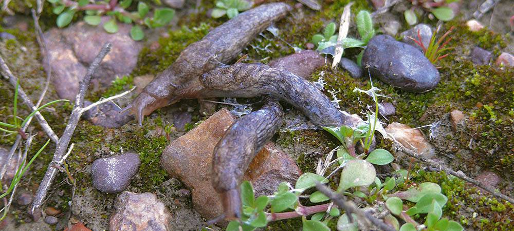 Figuur 8: Deroceras reticulatum