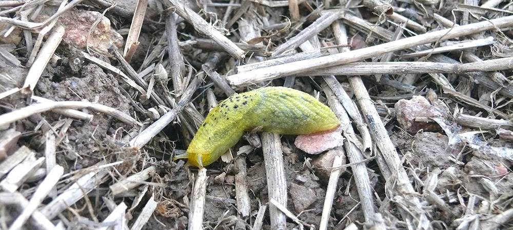 Figuur 9: Oopelta polypunctata