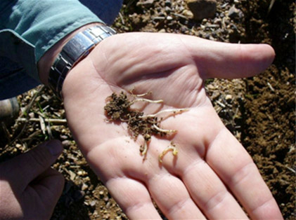 Appendix 1a: Dampening off in canola seedlings
