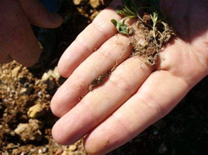 Appendix 1b: Stunted canola plants