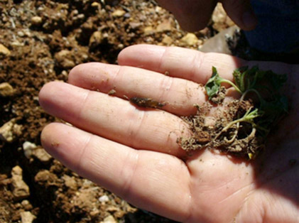 Appendix 1c: Canola plants and slug from camp 39/1