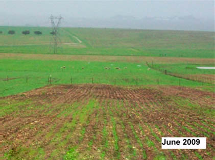 Appendix 1d: Camp planted to Thunder that was not replanted