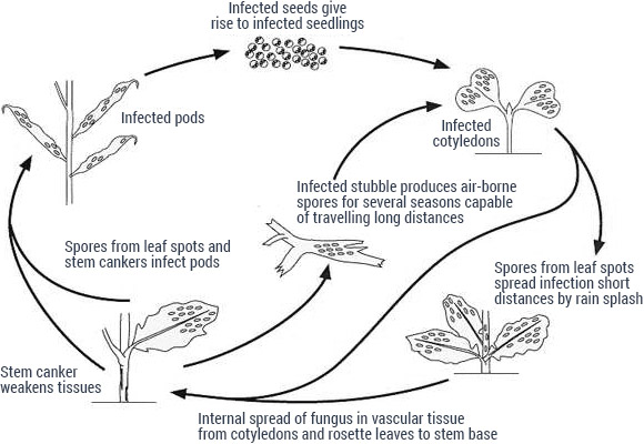 Diagram of blackleg lifecycle