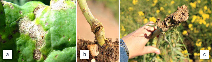 Images of blackleg on leaf and cankers