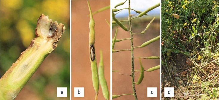 Images showing blackleg infections