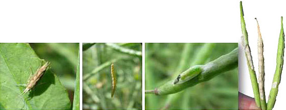 Images showing diamondback moth and larva