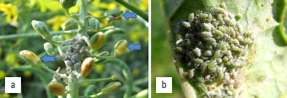 Photos of aphids on canola