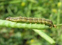Image of bollworm larva