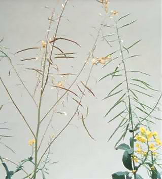 Image showing boron deficiency in canola plant