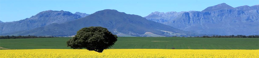 Image of field yellow with canola flowers