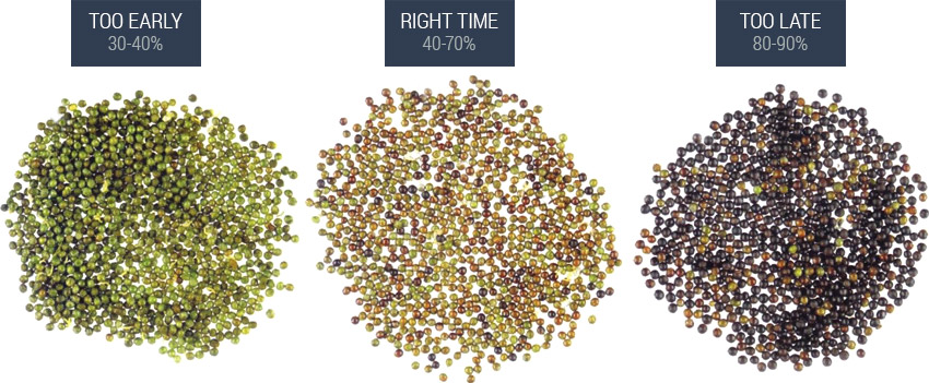 Image showing canola seed colours