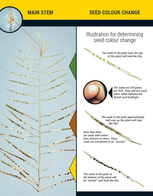 Illustration for determining seed colour change