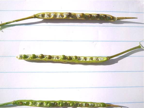 Photo showing difference in canola seed colour depending on pod position