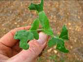 Photo showing extreme slug damage to canola leaves