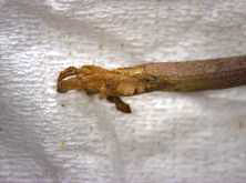 Image showing slug damage to roots and new roots forming