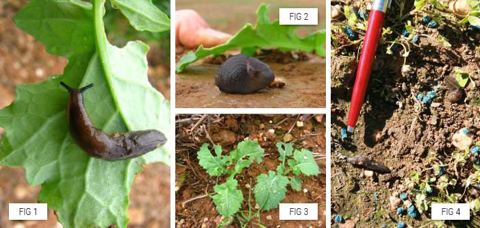 Photo with figures 1 to 4 depicting slugs and damage done by slugs