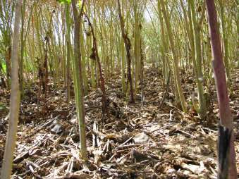 Photo showing 25 plants per square meter at Riversdal in 2013