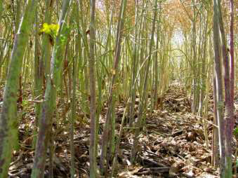 Photo showing 75 plants per square meter at Riversdal in 2013