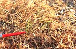 Photo with herbicide resistant ryegrass seedlings