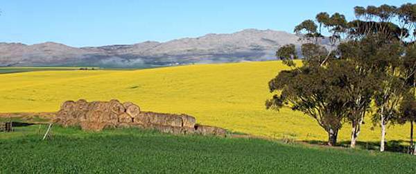 Photo showing crop rotation in the Overberg