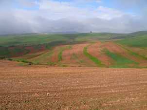 Photo showing slug damage on a canola field