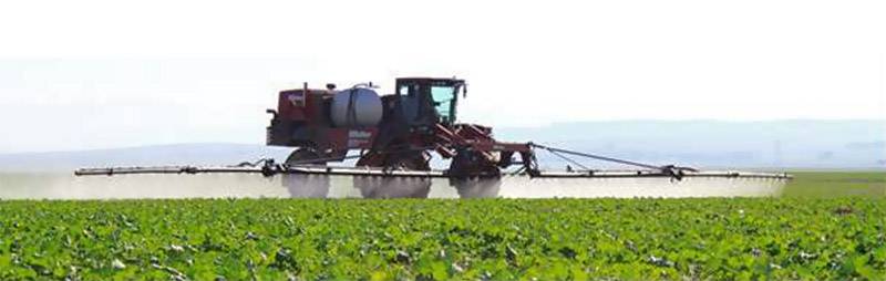 Photo of canola sprayed with herbicides