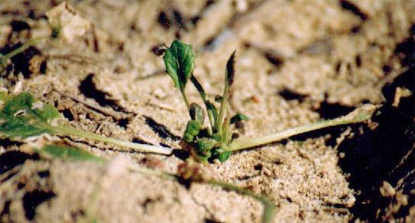 Photo of Su damage TT canola