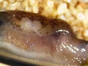 Photo of a grey slug (Deroceras reticulatum) infected with nematodes