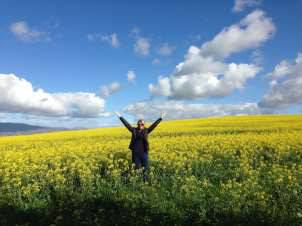 Photo of a potentially good canola harvest