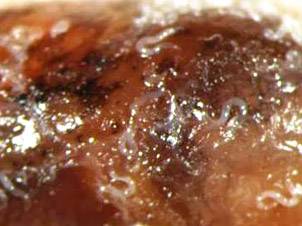 Image of South African nematodes breeding on a dead slug
