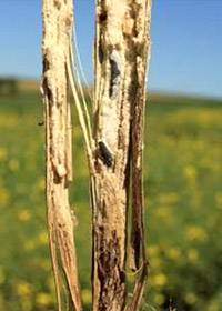 Photo of sclerosiums in canola stem