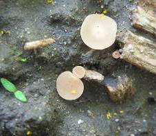 Photo of Sclerotinia apothecia