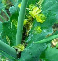 Photo showing petals next to stem, which is perfect breeding ground for Sclerotinia
