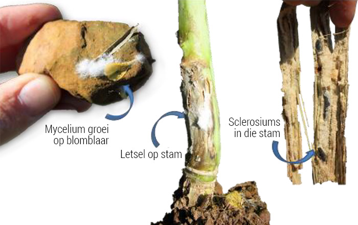 Image showing symptoms of Sclerotinia