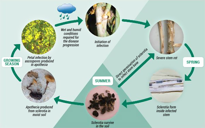 Diagram depicting lifecycle of Sclerotinia in canola