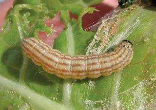 Cabbage webworm larva on leaf