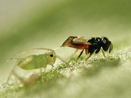 Wyfie lê eiers deur haar lêboor binne in die plantluis te druk