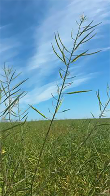Canolaplant met vermiste peule, "blanks" (P Lombard)