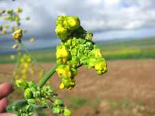 Skade aan blomme word veroorsaak is deur ACCase inhibeerders