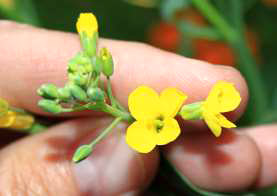Manlike steriele blom sonder meeldrade